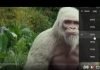Come zoomare un video di YouTube zoomare un video di YouTube